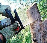 How Our Tree Care Process Works  in  Noyack, NY