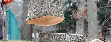 Reliable Noyack, NY Tree Services Solutions